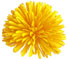 Daffodil Pompom