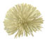 Ivory Pompom