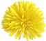 Light Yellow Pompom