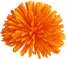 Orange Pompom